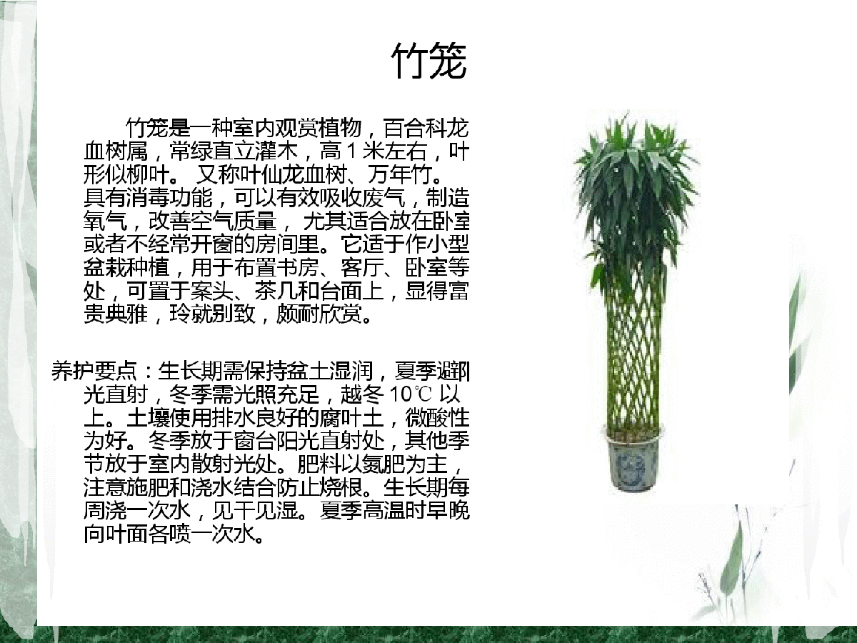 室内常用的花卉植物养护重点-图二