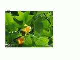 绿化苗木常用80种实物图片集图片1