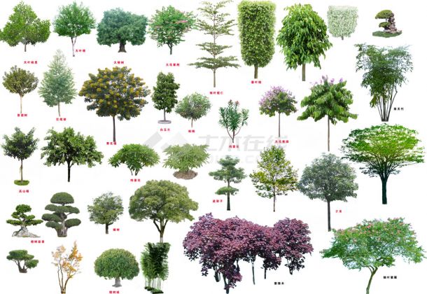 psd格式免扣图各类树木设计图（第一部分）-图一