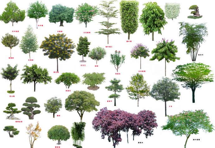psd格式免扣图各类树木设计图（第一部分）_图1