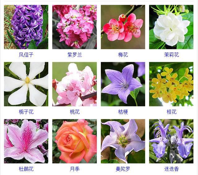 认清这432种常见观花植物,从此花痴是路人!