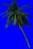 ［ＰＳ素材］１０几种热带棕榈科植物-图一