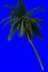 ［ＰＳ素材］１０几种热带棕榈科植物