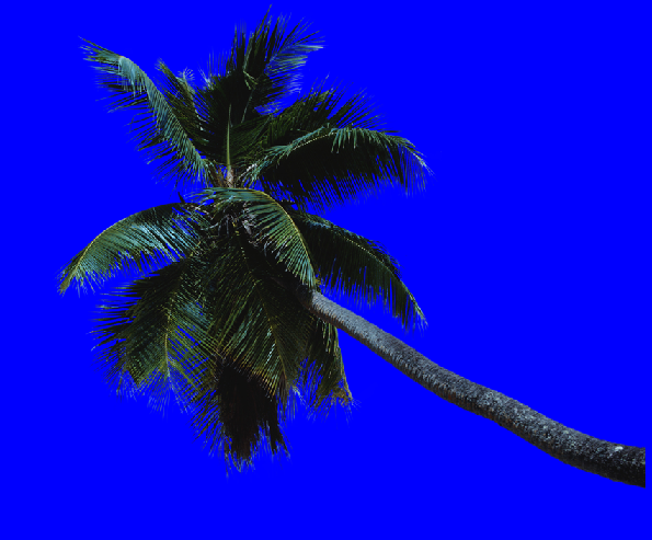 ［ＰＳ素材］高分辨率热带棕榈科植物-图一
