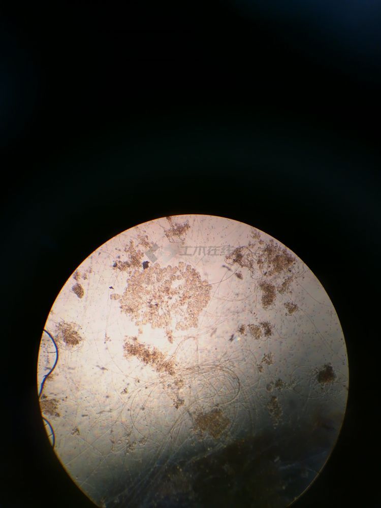 非丝状菌膨胀图片
