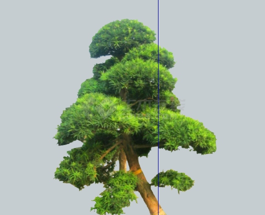 斜状茂密现代造型树su模型-图一