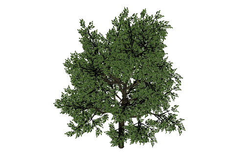 不规则绿叶植物树木su模型-图二