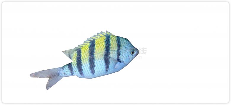 黄色蓝色渐变水族馆鱼类动物组合su模型-图二