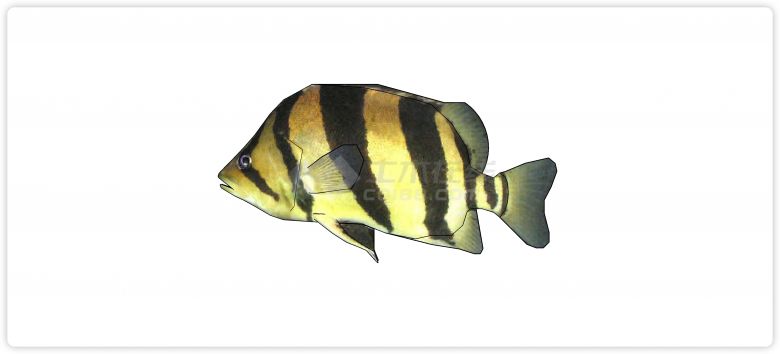 黄色黑色相间热带鱼水族馆鱼类动物组合su模型-图一