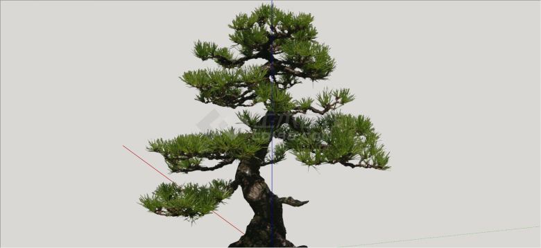 中式现代造型松树su模型-图二