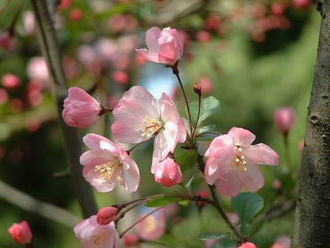 垂丝海棠,蔷薇科苹果属,Malus halliana Koehne.jpg