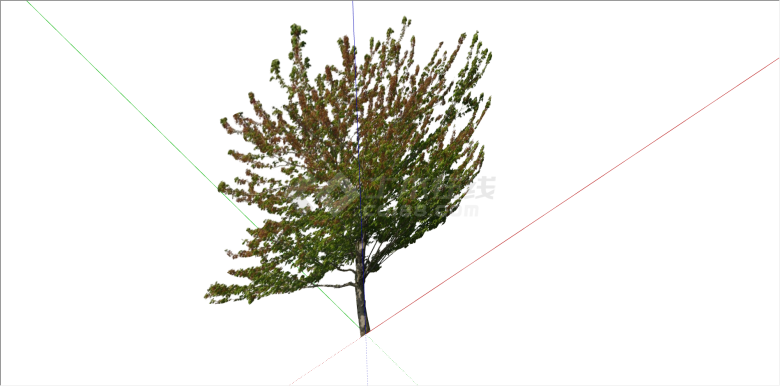现代单棵乔木树植物su模型-图二