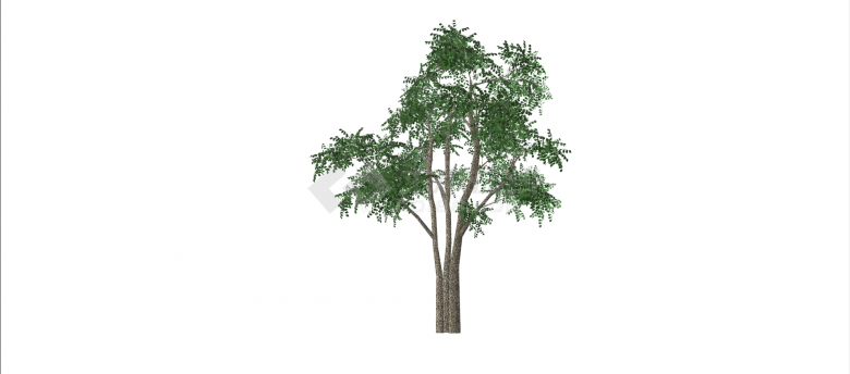 豆科皂荚树常绿乔木su模型-图一