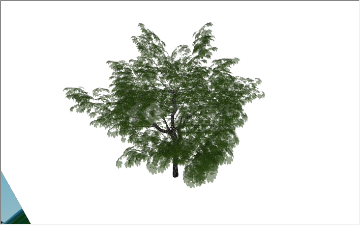 现代景观绿化树常绿乔木su模型-图二