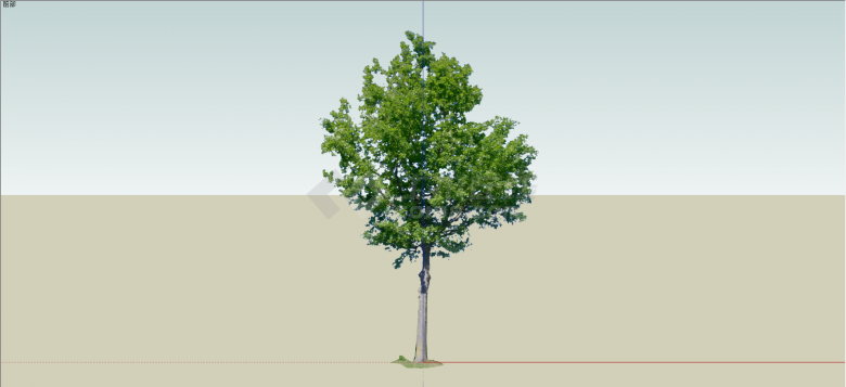 高精细椴树常绿乔木su模型-图一