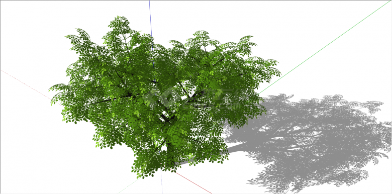 单棵观赏性常绿乔木树su模型-图二
