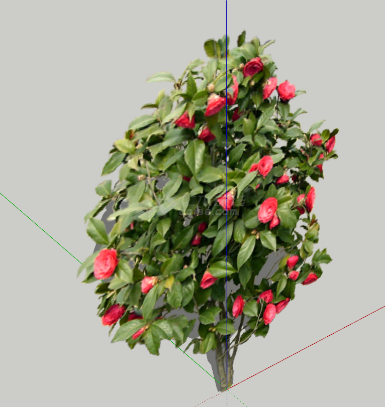 现代一小丛带红花的树木su模型-图二