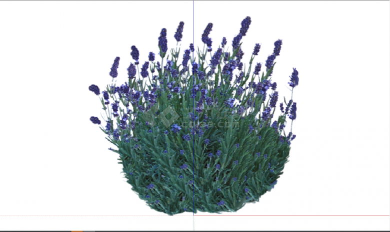 紫色小花龙湖灌木花卉su模型-图二