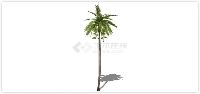 细高树干椰子树热带树su模型-图一