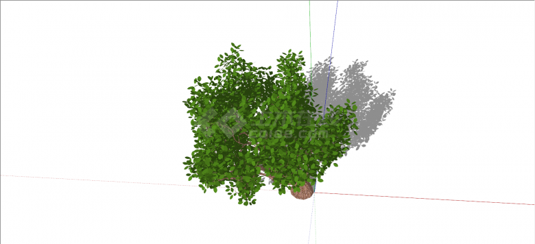 桑科菩提树绿色乔木su模型-图二