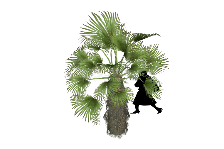 一棵茂密的热带树跟一位女士su模型-图一