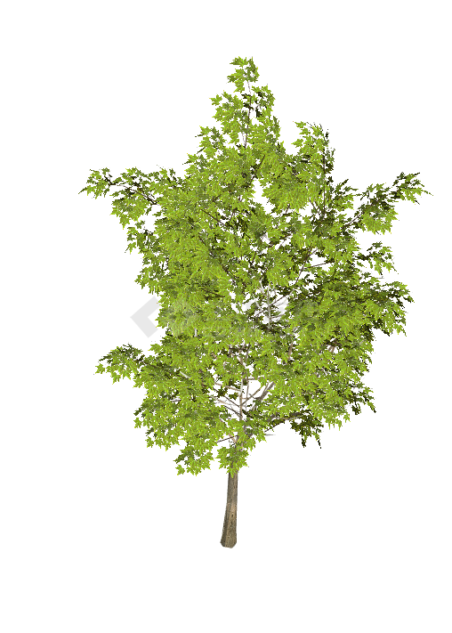 一棵茂密的带有绿色树叶的大树su模型-图二