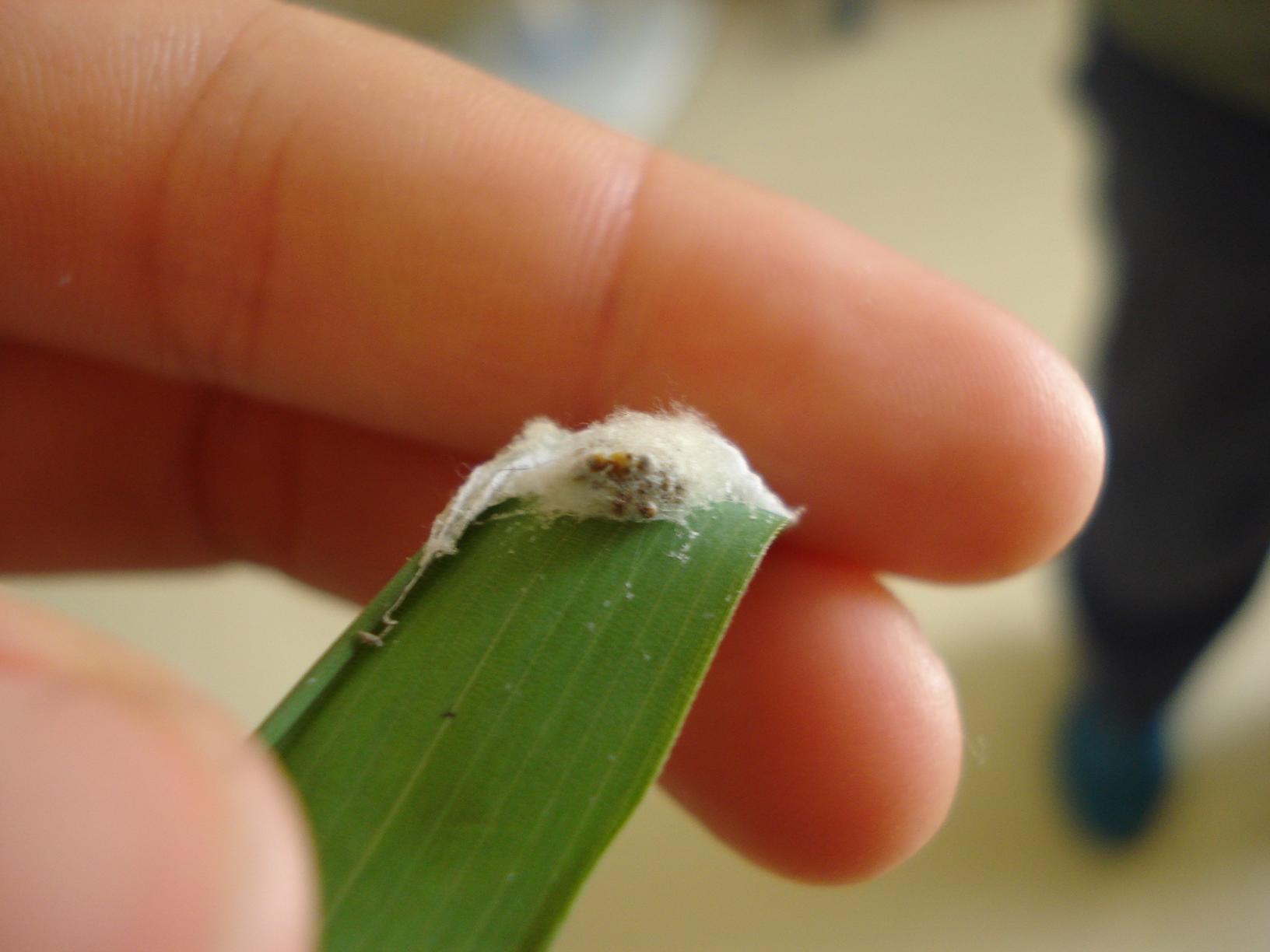 竹节虫产卵图片