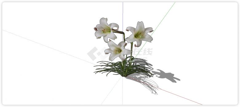 白色百合花室内植物su模型-图二