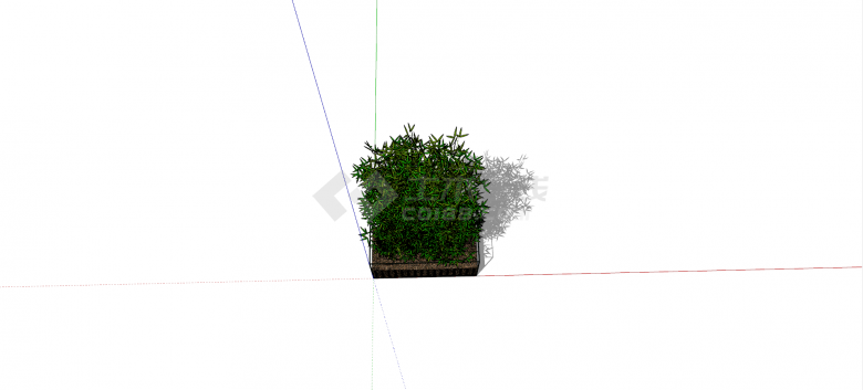 禾本科罗汉竹植物su模型-图二