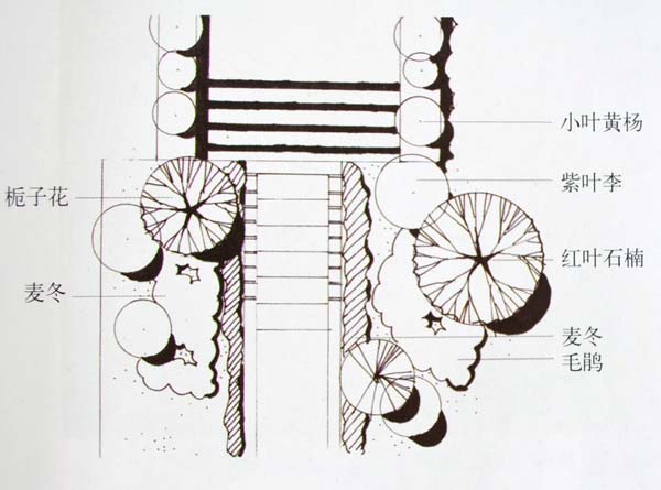 植物造景——园林植物配置平面图 效果图