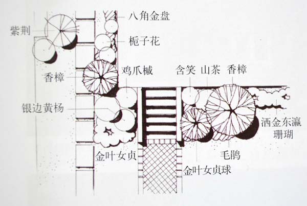 植物造景——园林植物配置平面图 效果图