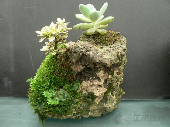 岩石植物7.jpg