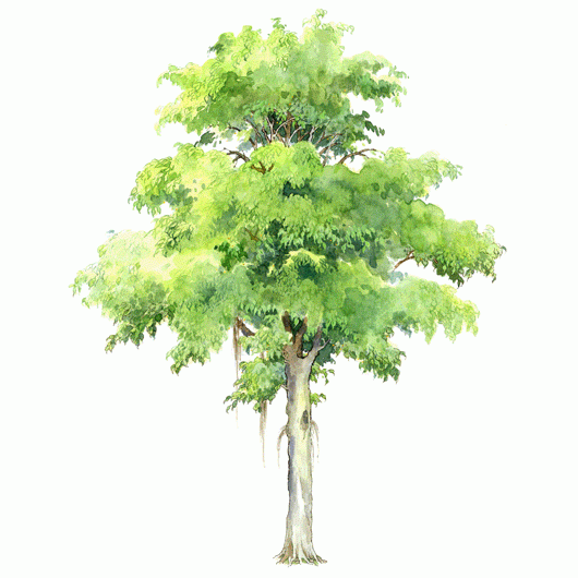 ficus benjamina 垂叶榕gif