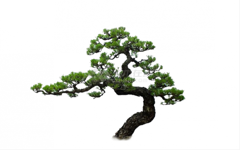 2D独特造型松树景观树su模型-图二