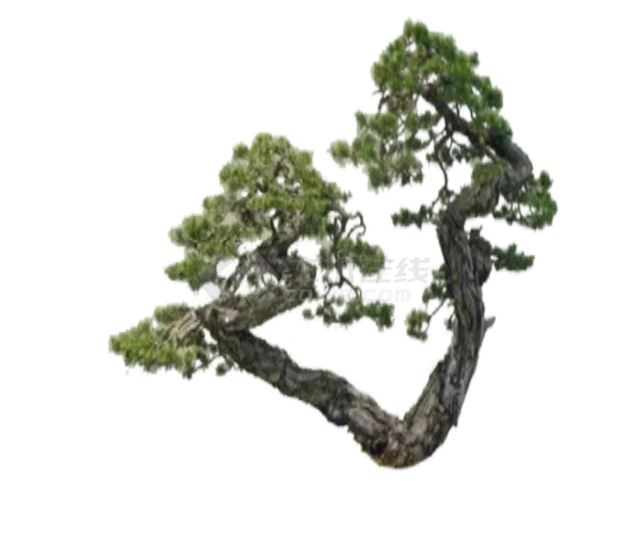 两分叉2D造型景观树组合su模型-图一
