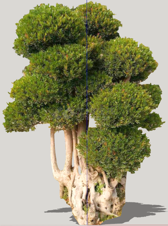 绿色带树干的优美造型树su模型-图一
