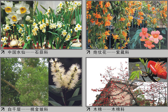 植物图片 (1).jpg