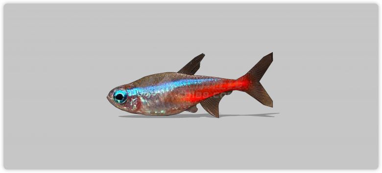 灯光鱼水族馆鱼类动物组合su模型-图二