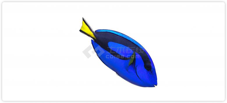蓝身黄尾巴热带鱼水族馆鱼类动物组合su模型-图一