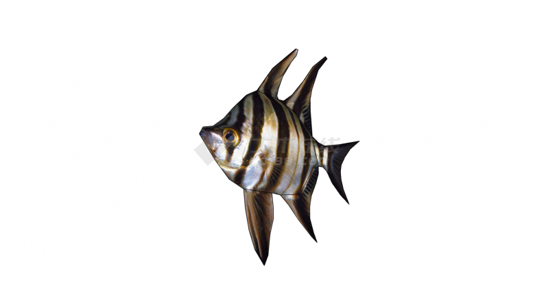 棕白花纹水族馆鱼类动物su模型-图二