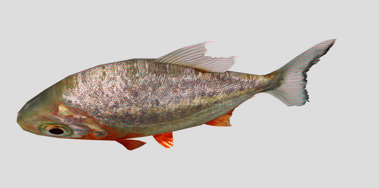 五彩斑斓水族馆鱼类动物组合SU模型-图二