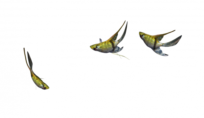 彩色水族馆鱼类动物组合SU模型_图1