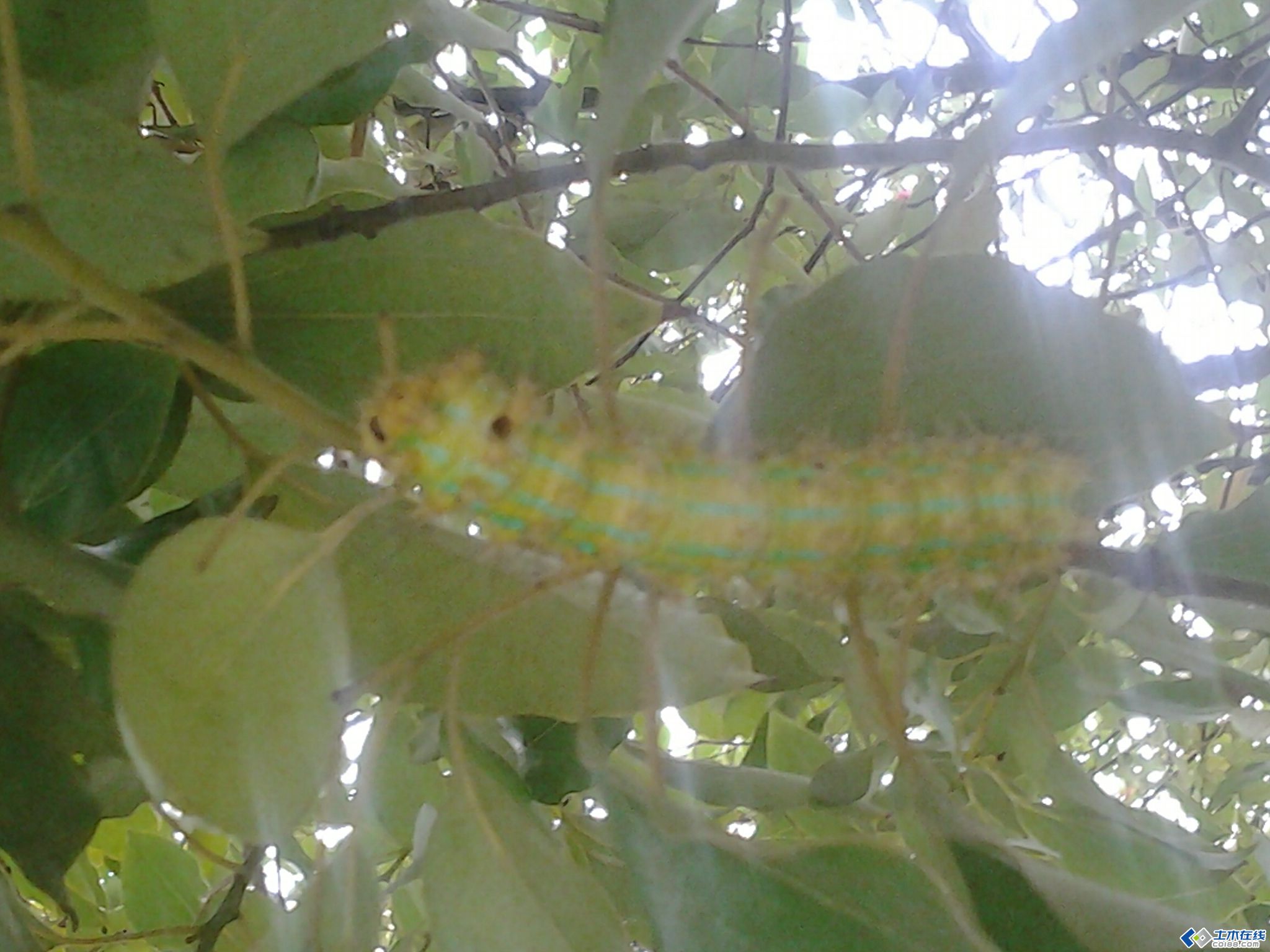 在香樟树上发现的虫子,请教这是什么虫?