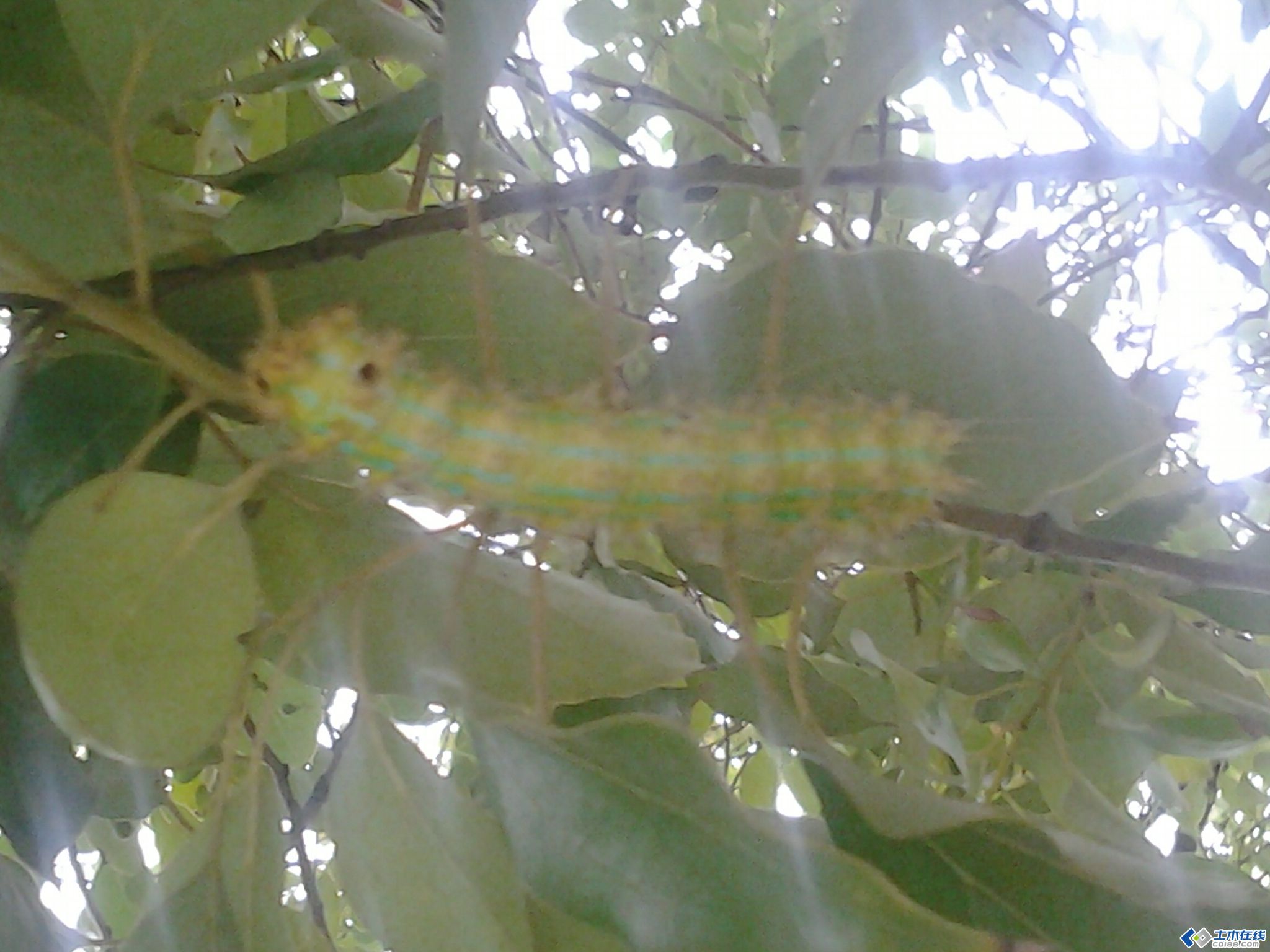 在香樟树上发现的虫子,请教这是什么虫?