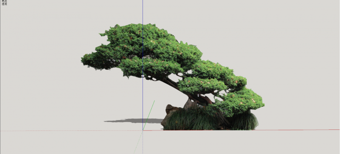 高干铺地松造型松树组合su模型_图1