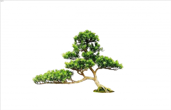 小型现代2D造型景观树组合su模型_图1