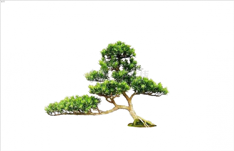 小型现代2D造型景观树组合su模型-图一