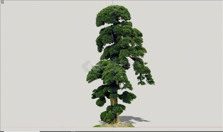 现代公园高档观赏树su模型-图二