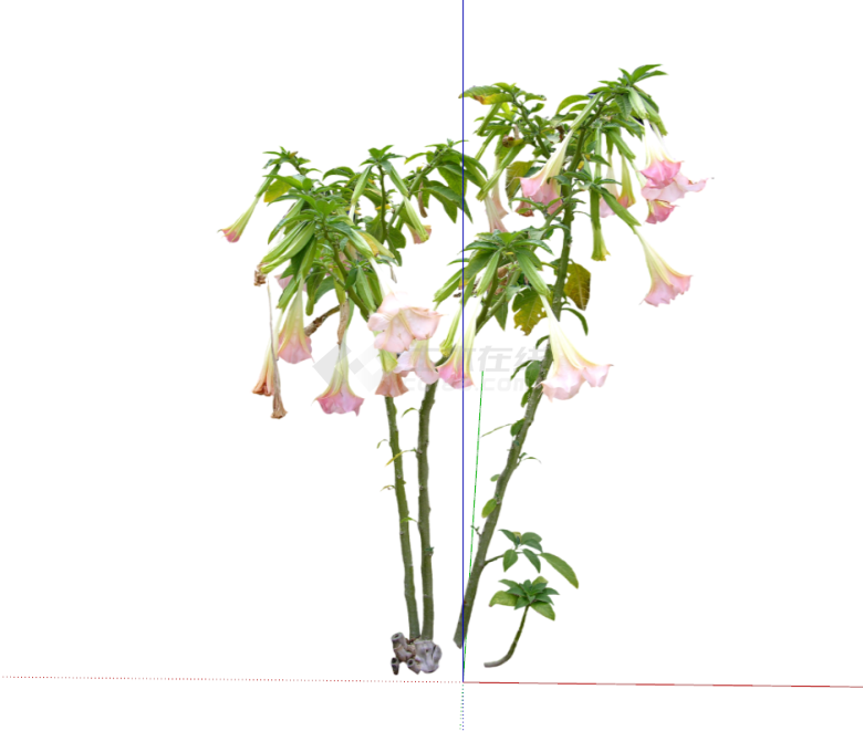 现代喇叭花植物花卉su模型-图二