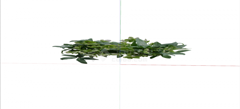 绿色鹅掌藤常绿灌木su模型-图二